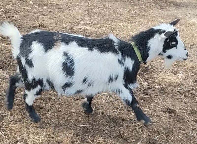 MT Rivendells T2P India - Nigerian Dwarf Goat Doe
