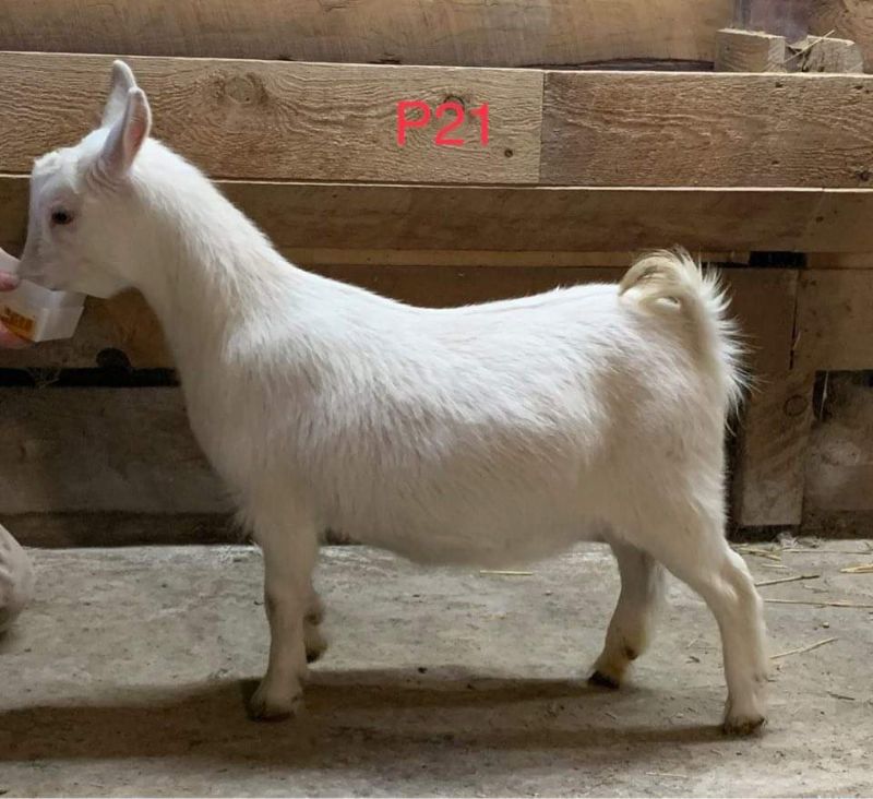 Mini Land Ranch Button Me Up - Nigerian Dwarf Goat Doe