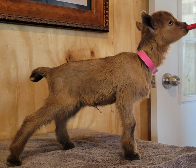 Dolly doeling - Nigerian Dwarf Goat Doe