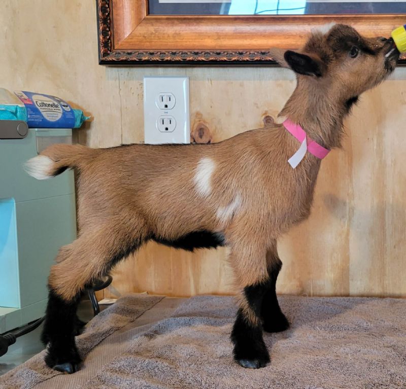 Chipmunk - Nigerian Dwarf Goat Doe