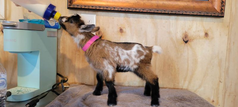 Inverness doeling - Nigerian Dwarf Goat Doe