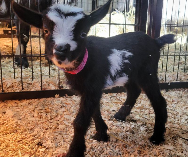 doeling blue eyes - Nigerian Dwarf Goat Doe