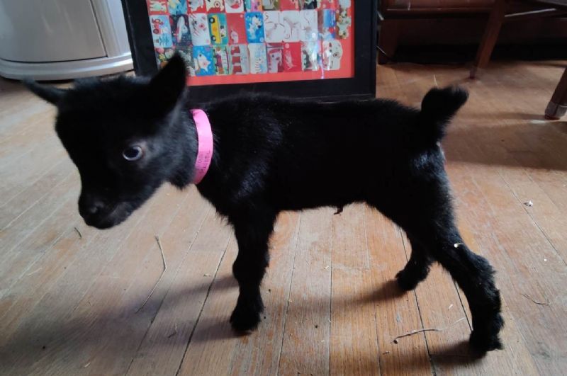 Black blue eyed doe kid - Nigerian Dwarf Goat Doe