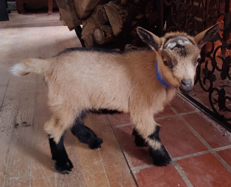 tyra buck kid - Nigerian Dwarf Goat Buck