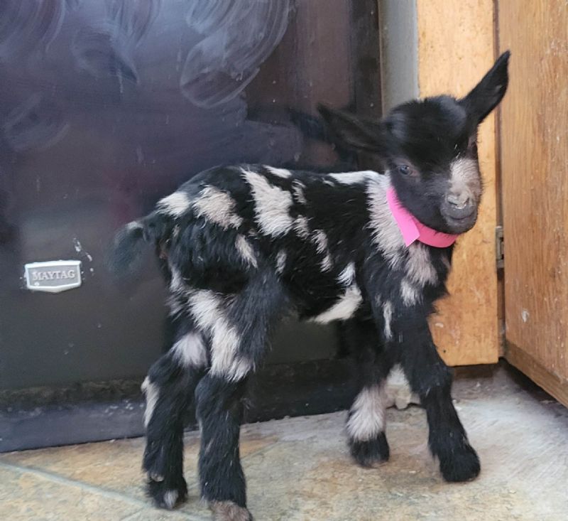 Dreamer's Farm Be Dazzled - Nigerian Dwarf Goat Doe