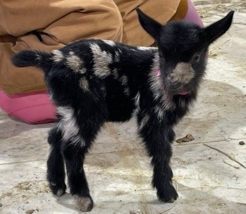 Dreamer's Farm Be Dazzled - Nigerian Dwarf Goat Doe