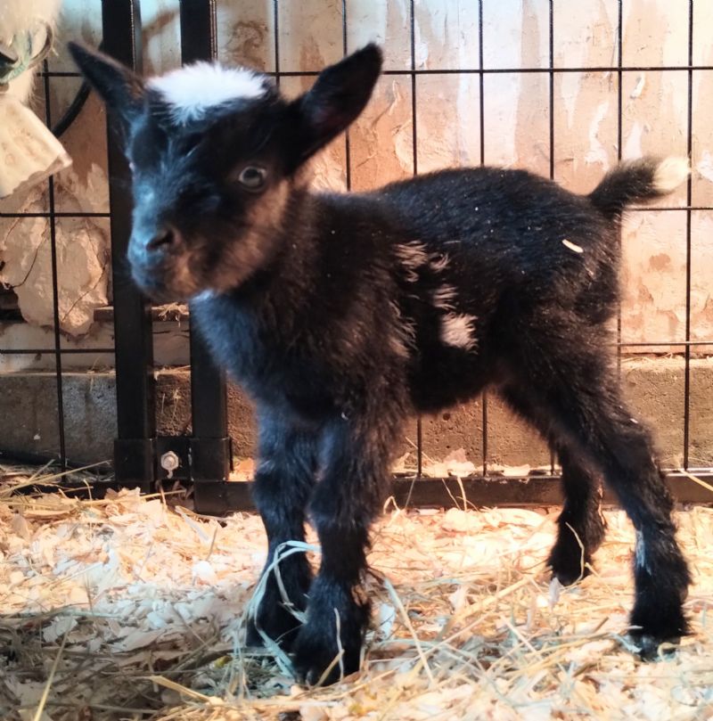 Sabrina black doeling - Nigerian Dwarf Goat Doe
