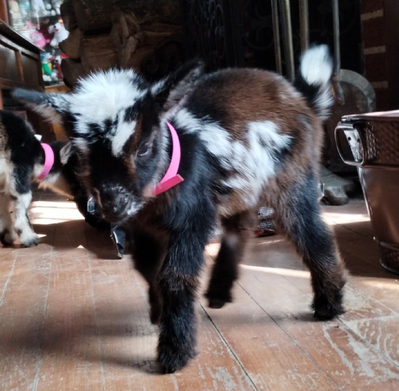 Zora doeling #2 - Nigerian Dwarf Goat Doe