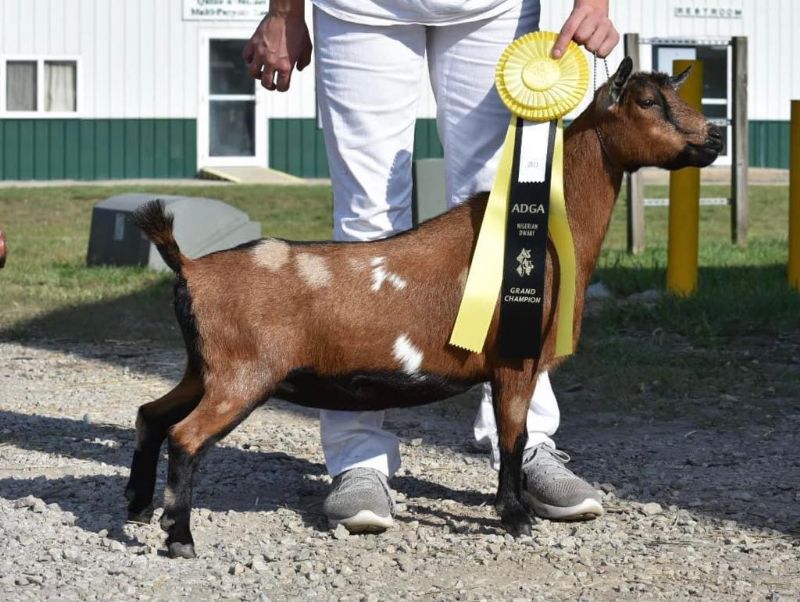 Swiftwind ND CountN Diamonds - Nigerian Dwarf Goat Doe