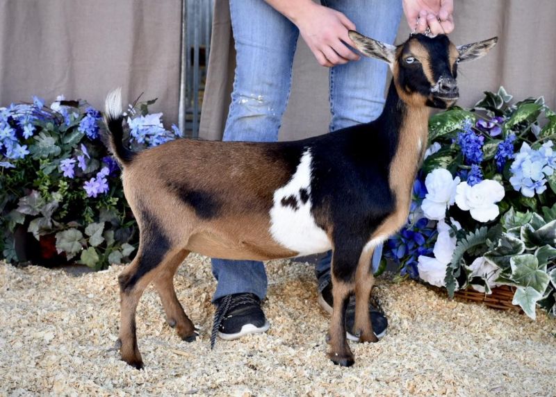 Zymriees Gooseberry - Nigerian Dwarf Goat Doe