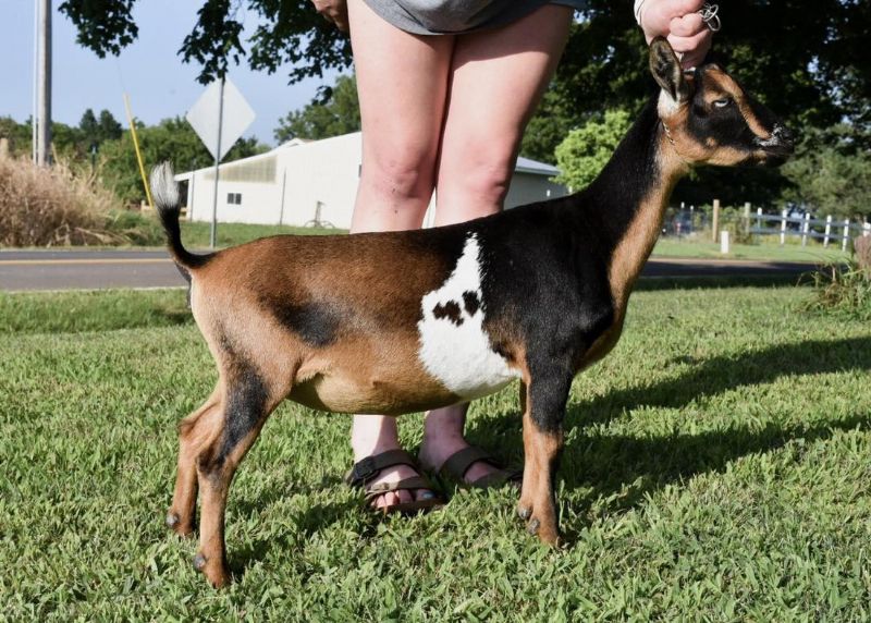 Zymriees Gooseberry - Nigerian Dwarf Goat Doe