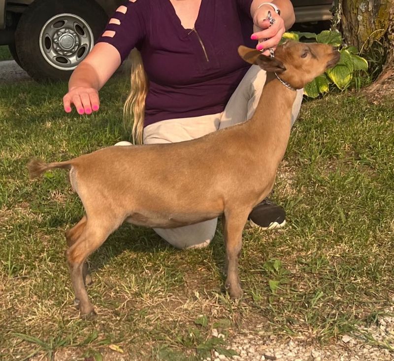 Zymriees Enchanted Kiss - Nigerian Dwarf Goat Doe