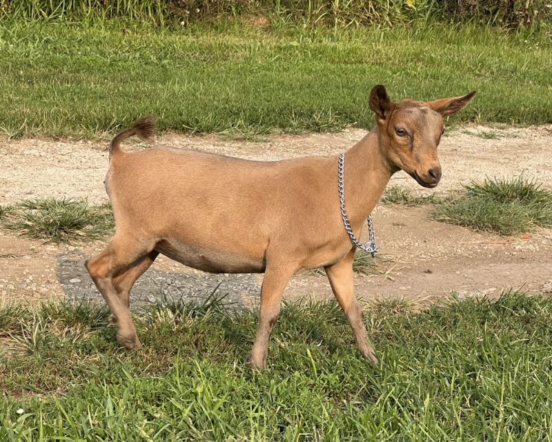 Zymriees Enchanted Kiss - Nigerian Dwarf Goat Doe