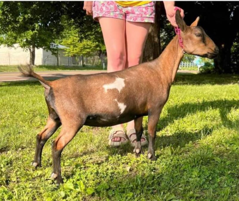 Lil Miss B Haven Bless'ed Be - Nigerian Dwarf Goat Doe