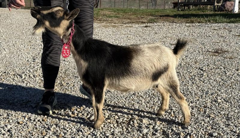 Dreamer's Farm TMU Buttercup - Nigerian Dwarf Goat Doe