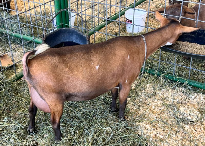 Winning Streak Sugar Pop - Nigerian Dwarf Goat Doe