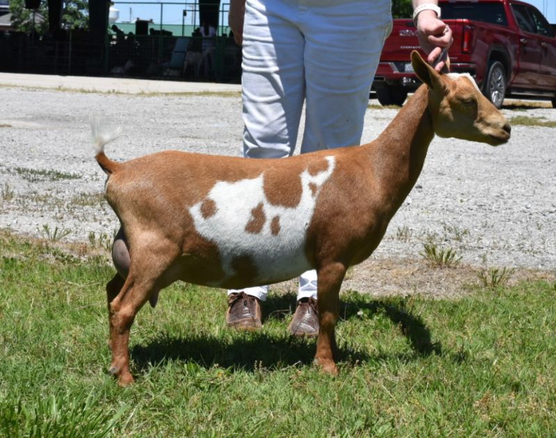 Lil Miss B Haven Dream of Me - Nigerian Dwarf Goat Doe