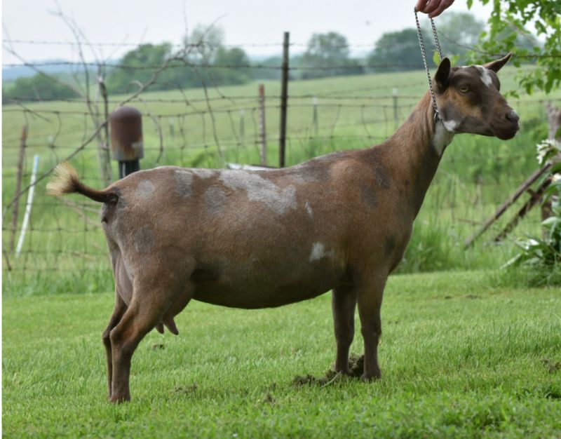 Zymriees Rose Khimaira - Nigerian Dwarf Goat Doe