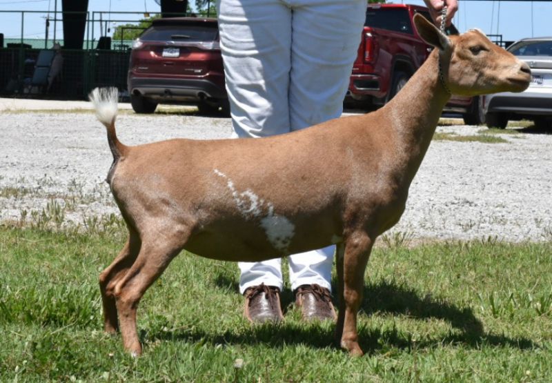 Zymriees Oh So Sunkissed - Nigerian Dwarf Goat Doe