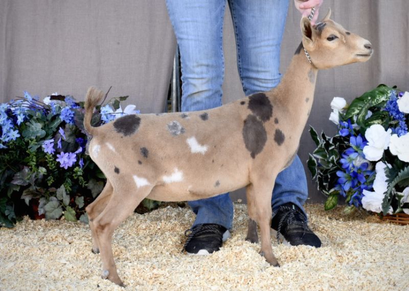 Zymriees Princess Peach - Nigerian Dwarf Goat Doe