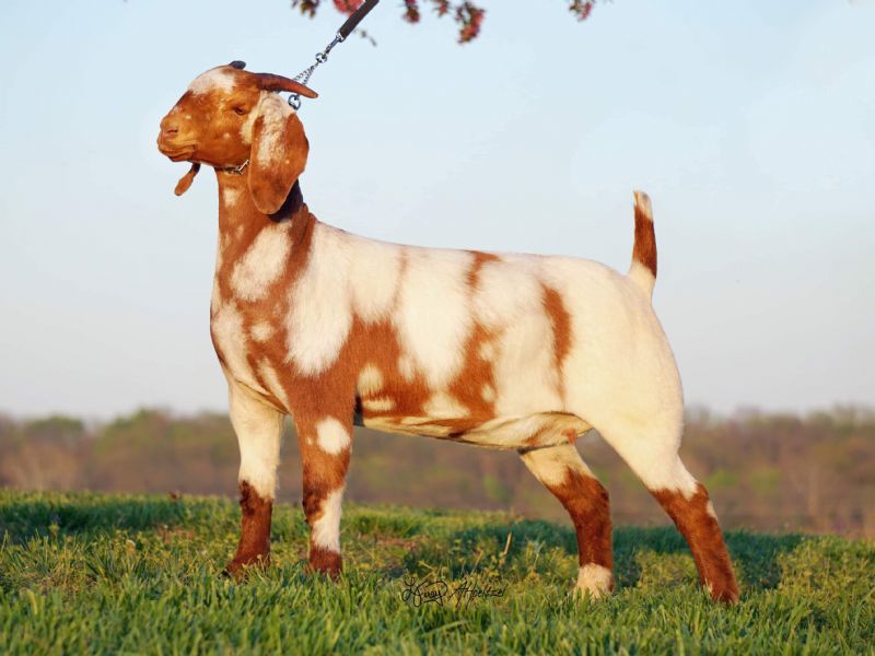 Marmalade - Boer Goat Fullblood Doe