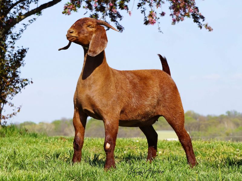 Hot Tamale - Boer Goat Fullblood Doe