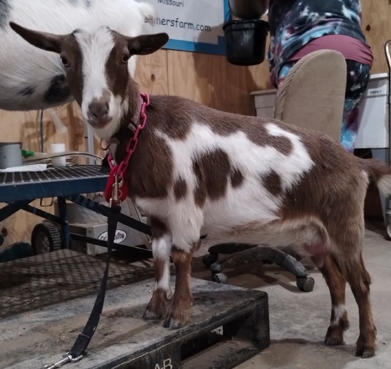 Better Wayz Asteria - Nigerian Dwarf Goat Doe