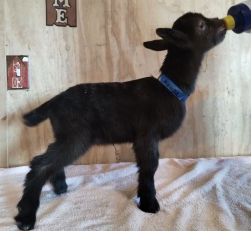 Wanda buckling - Nigerian Dwarf Goat Buck