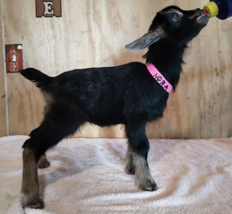 Nora's doe kid - Nigerian Dwarf Goat Doe