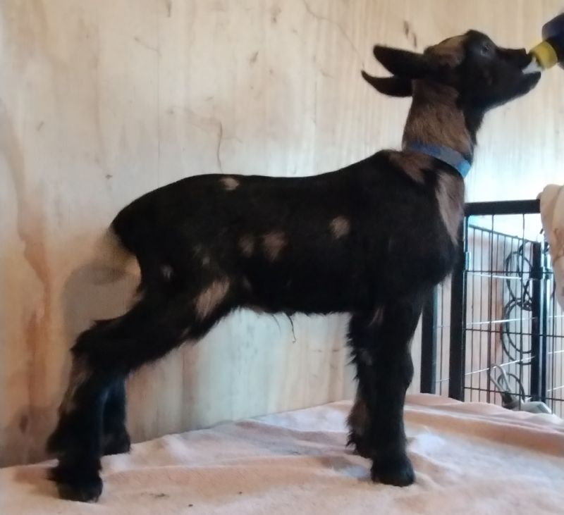 Nebula buckling - Nigerian Dwarf Goat Buck