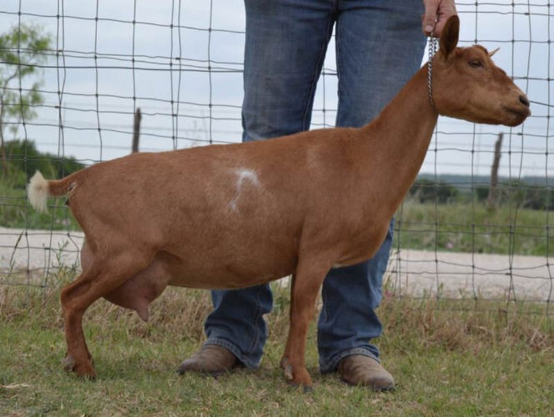 Sweet Pea - Nigerian Dwarf Goat Doe