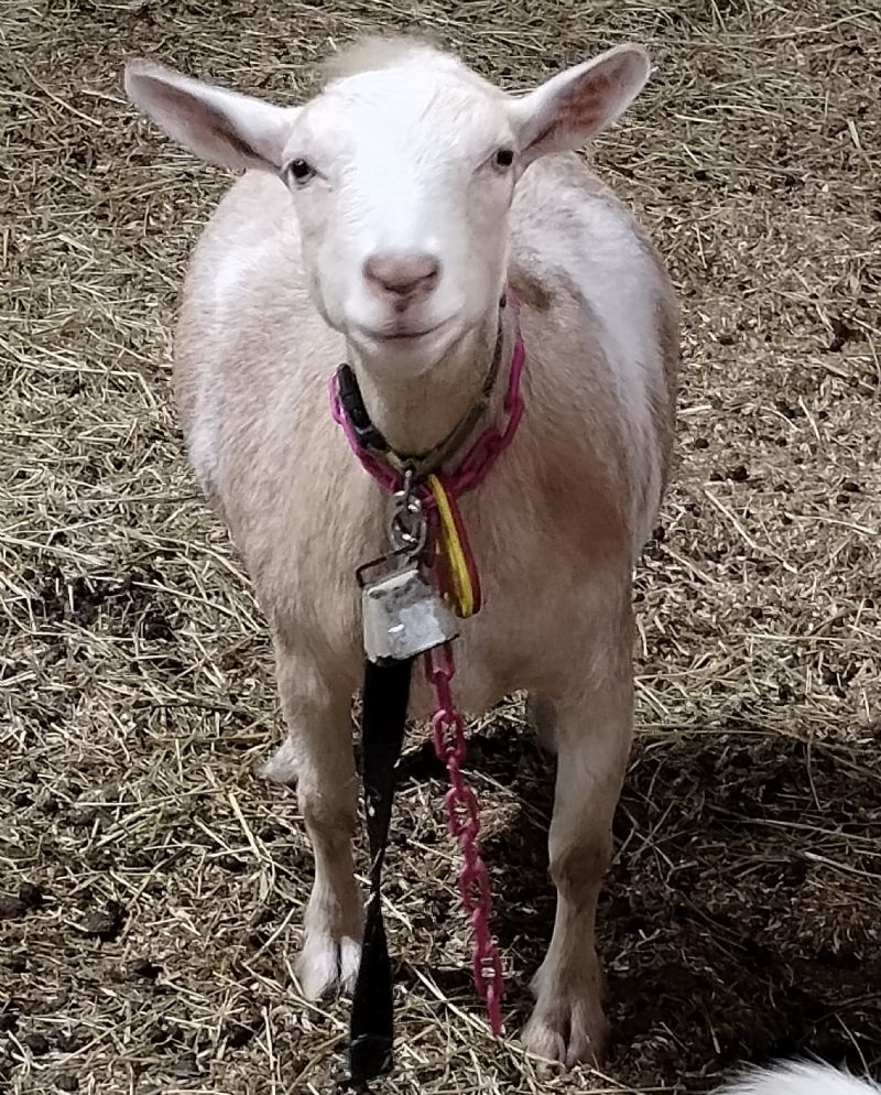 Rosebay Ridge Beau -Nichiwa - Nigerian Dwarf Goat Doe