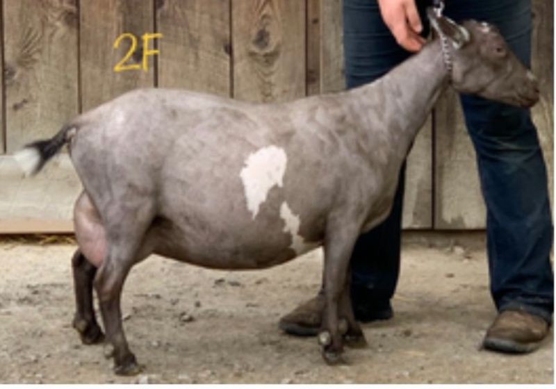 Elite* Amethyst Acres G Zulianna 5*M/8*D V+EV87 - Nigerian Dwarf Goat Doe