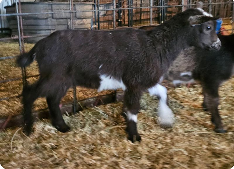 LD Ranch Chocolate Diamond - Nigerian Dwarf Goat Doe