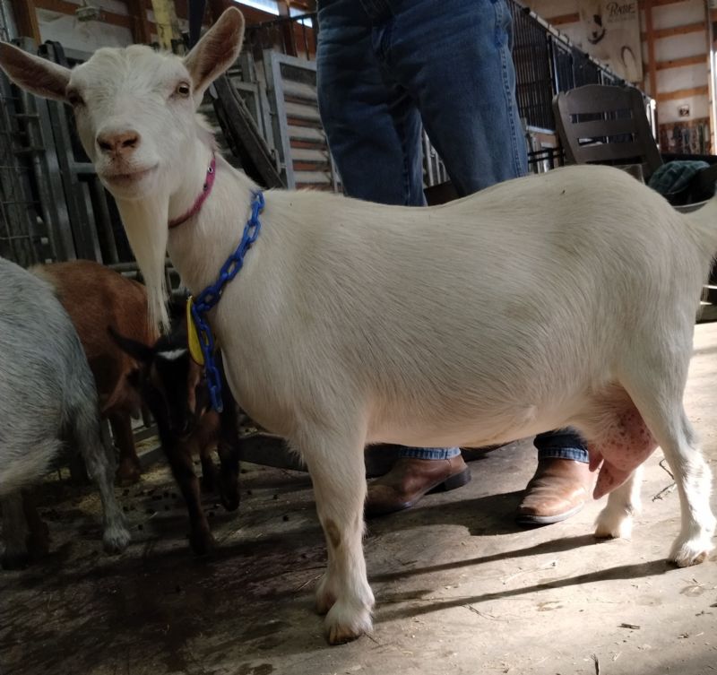 ELITE Mini Land Ranch Button Me Up 7*M (pending) - Nigerian Dwarf Goat Doe