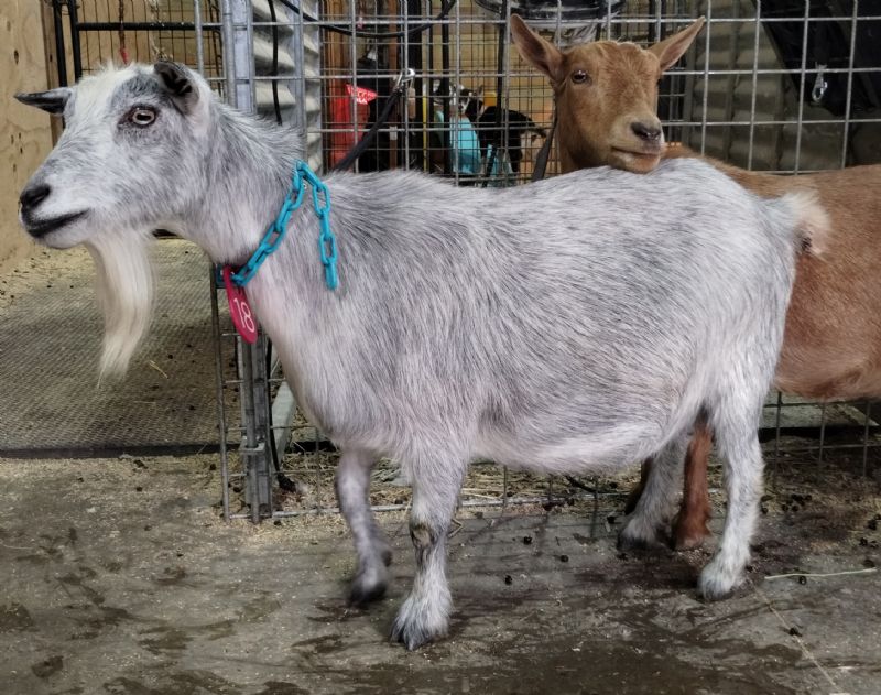 Dreamer's Farm Bonnie - Nigerian Dwarf Goat Doe