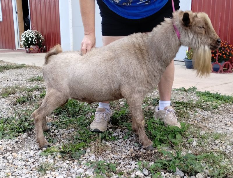 Ghiradelli - Nigerian Dwarf Goat Buck