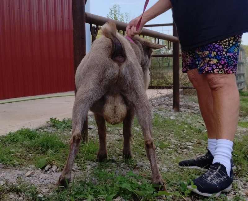 Ghiradelli - Nigerian Dwarf Goat Buck