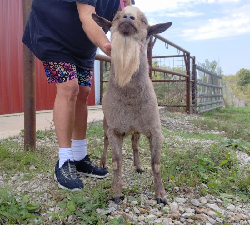 Ghiradelli - Nigerian Dwarf Goat Buck