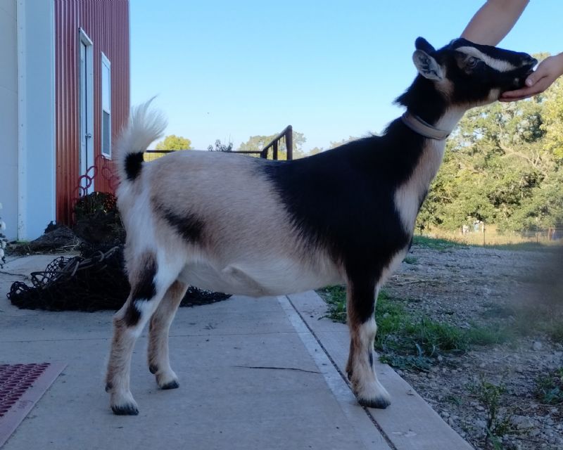 Applejo Farms Kona's Marigold - Nigerian Dwarf Goat Doe