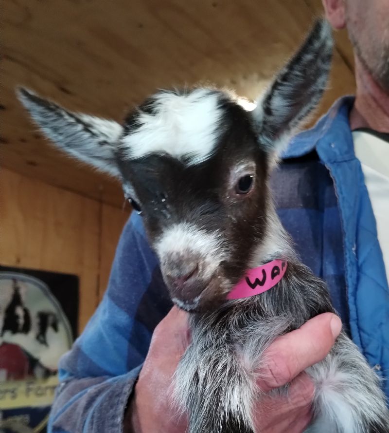 wanda chocolate with lots of roan and white doeling - Nigerian Dwarf Goat Doe