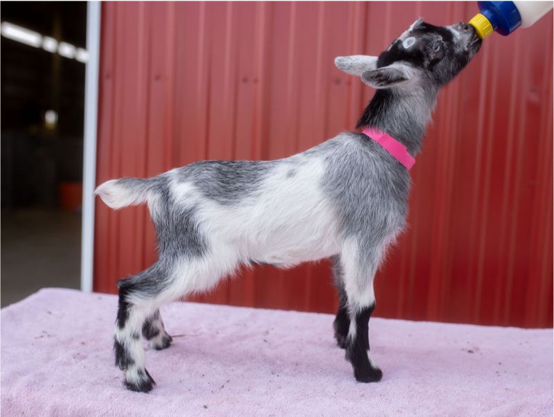 Dreamer's Farm P Blueberry - Nigerian Dwarf Goat Doe