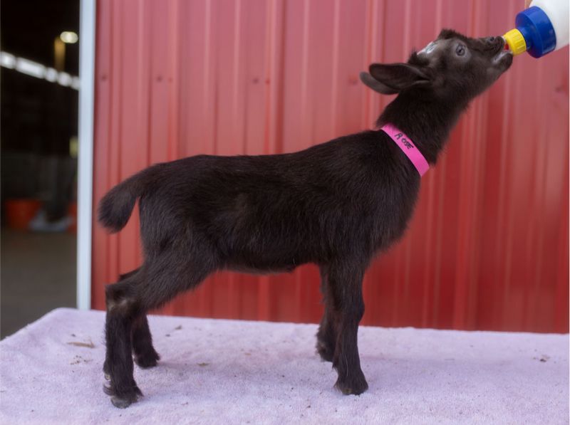 Zymriees Lilac - Nigerian Dwarf Goat Doe