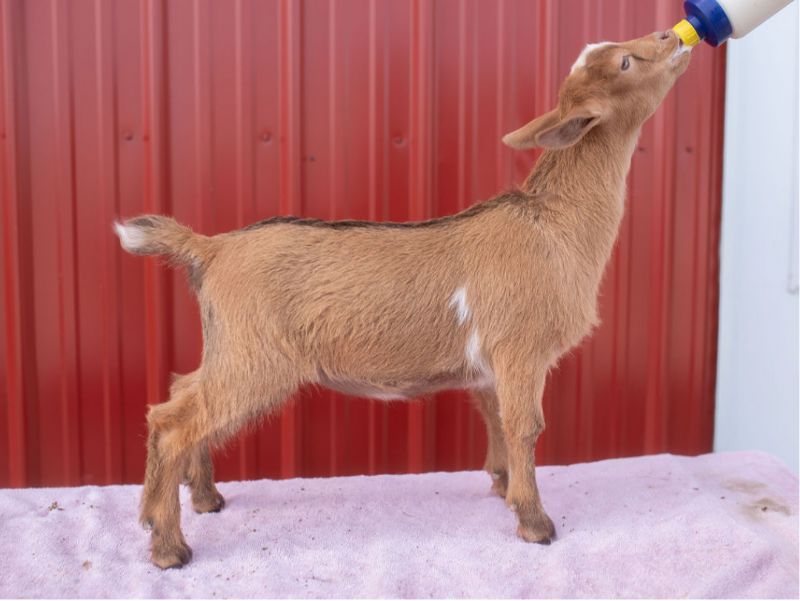 Zymriees Centerfold's Apricot - Nigerian Dwarf Goat Doe