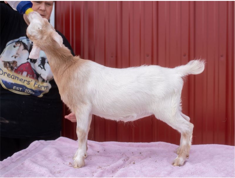 Dreamer's Farm BB Blossum - Nigerian Dwarf Goat Doe
