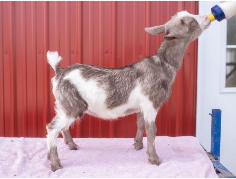 Dreamer's Farm Beau-Peep - Nigerian Dwarf Goat Doe