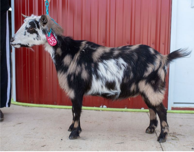 Dreamer's Farm Zpectacular - Nigerian Dwarf Goat Doe