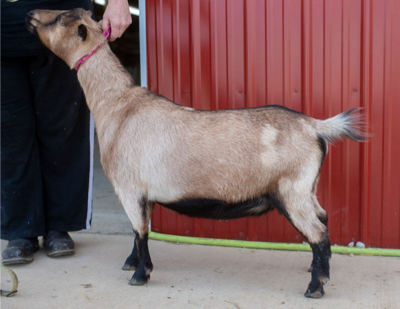 Mini Land Ranch G Betty 5*M(pending) - Nigerian Dwarf Goat Doe