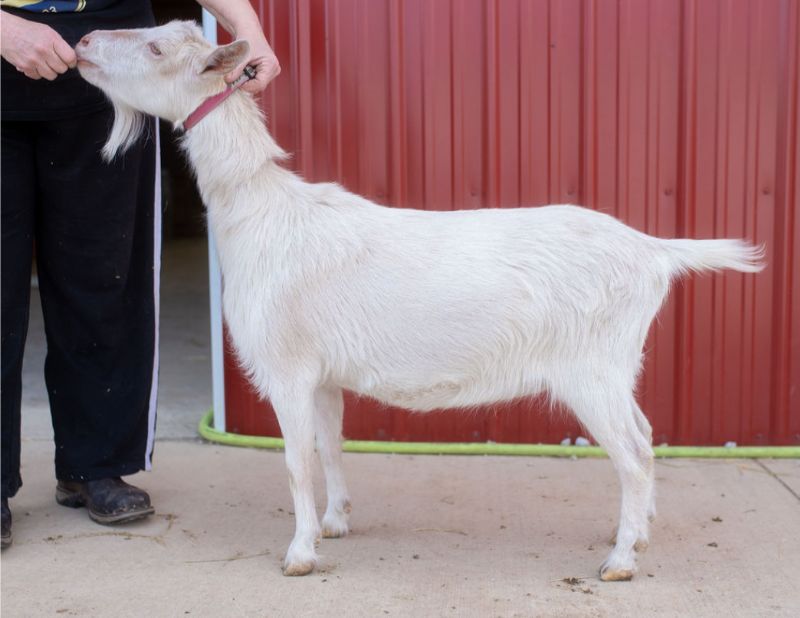 Dreamer's Farm HMU Smudge - Nigerian Dwarf Goat Doe