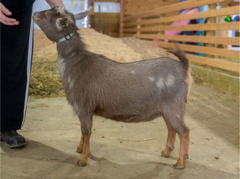 Dreamer's Farm Rosie - Nigerian Dwarf Goat Doe